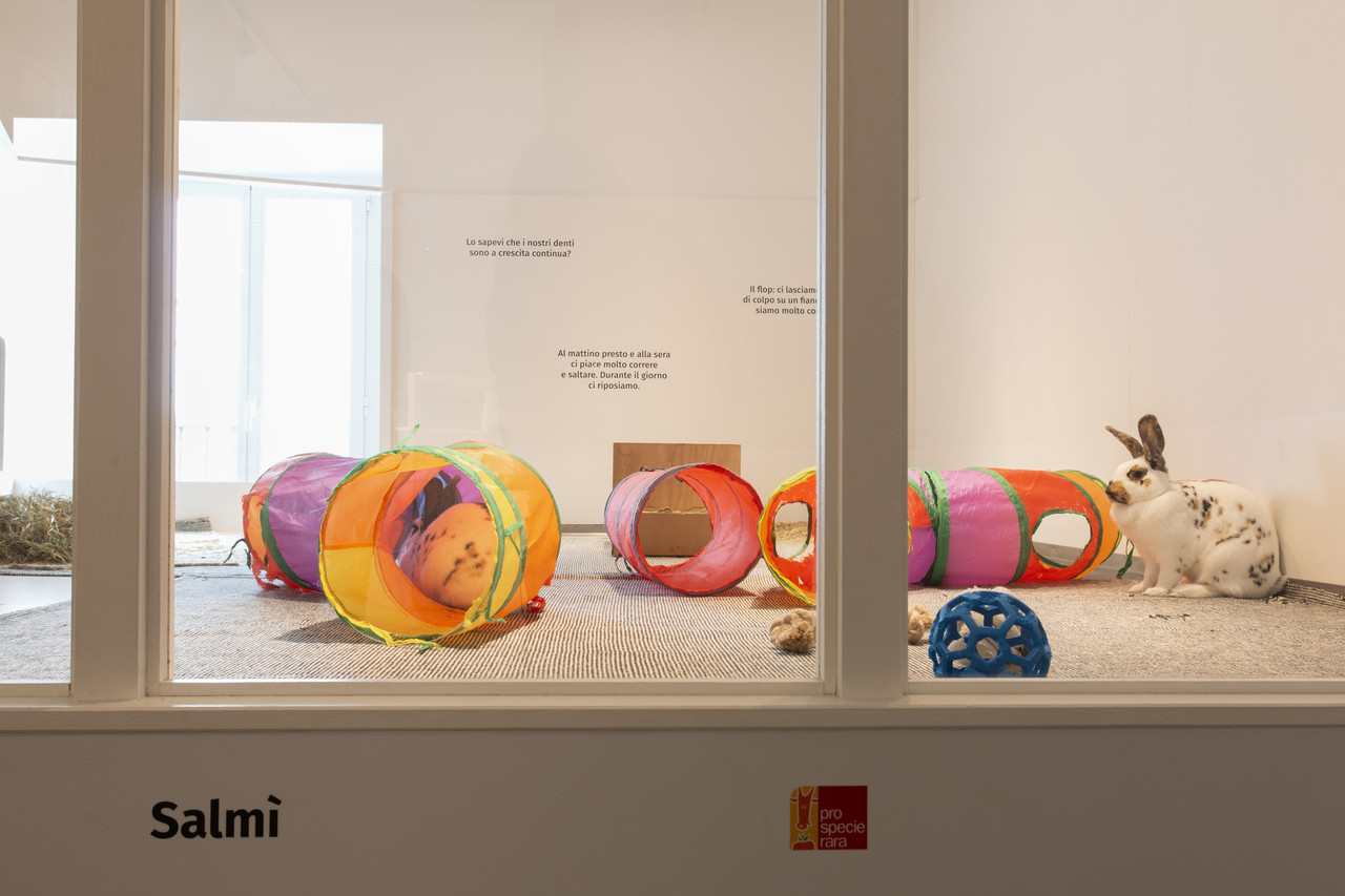 A rabbit hutch — one of the museum's temporary exhibitions. Photo: Monica Rusconi